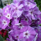 Флокс Катерина