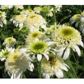Эхинацея Echinacea White Double Delight