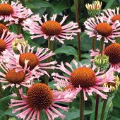 Эхинацея Echinacea Quills and Thrills