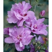 Ardens