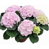 Гортензия Hydrangea Saxon Kronentor