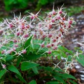 Эпимедиум Epimedium Domino