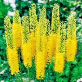 Эремурус Eremurus Stenophyllus