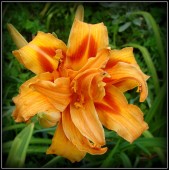 Apricot Beauty