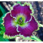 JEANNE DEAVER'S DREAM