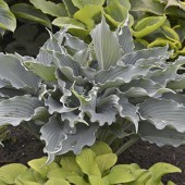 Hosta Waterslide