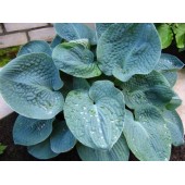 Хоста Hosta Big Daddy