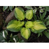 Хоста Hosta Lakeside Banana Bay