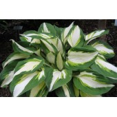 Хоста Hosta Enterprise
