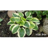 Хоста Hosta Wide Brim
