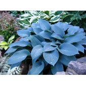 Хоста Hosta Halcyon
