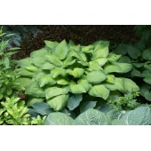 Хоста Hosta Guacamole