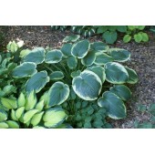 Хоста Hosta Northern Exposure
