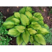 Хоста Hosta Inniswood