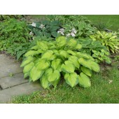 Хоста Hosta Old Glory