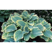 Хоста Hosta Sogae