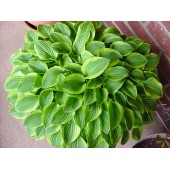 Хоста Hosta Golden Tiara