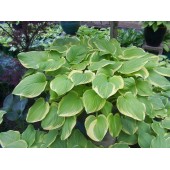 Хоста Hosta Fragrant Bouquett