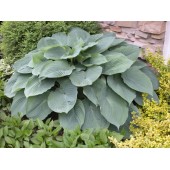 Хоста Hosta Blue Angel