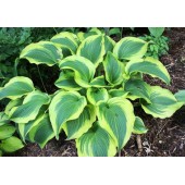 Хоста Hosta Atlantis