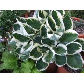 Хоста Hosta Patriot