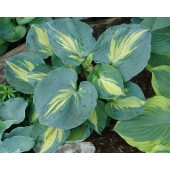 Хоста Hosta Dream Queen