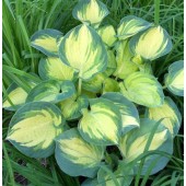 Хоста Hosta Beach Boy
