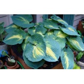 Хоста Hosta Dream Weaver