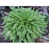 Хоста Hosta Stiletto