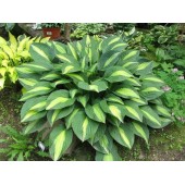 Хоста Hosta Striptease