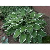 Хоста Hosta Francee