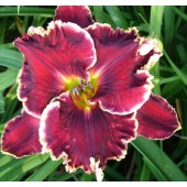 Calypso Berry