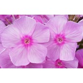Флокс метельчатый Серебряный Бор