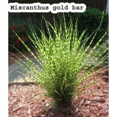 Мискантус Miscanthus 'Gold Bar'