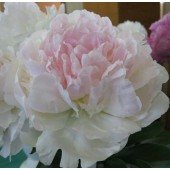 Пион Marilla Beauty