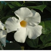 Диплодения Sundaville Cosmos White