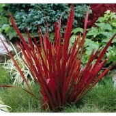 Императа Imperata cylindrica Red Baron