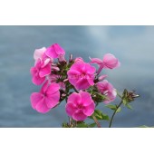 Флокс метельчатый Ягодка   Phlox paniculata ‘Yagodka’