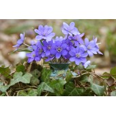 Печеночница благородная Hepatica nobilis