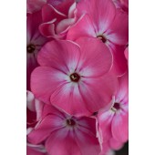 Флокс Phlox Rosenteller