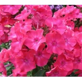 Флокс Phlox Мария Федоровна