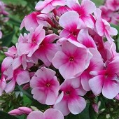 Флокс Phlox Summer Festival