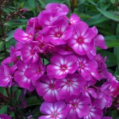 Флокс Phlox Sweet Summer Surprise