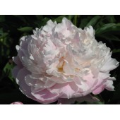 Пион Paeonia Lady Alexandra Duff