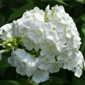 Флокс Phlox Summer Snow
