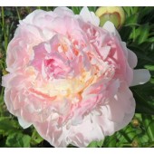 Пион Paeonia Blush Queen