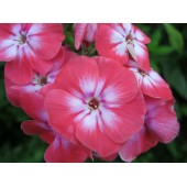 Флокс Phlox Lizzy