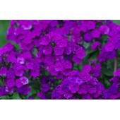 Флокс Phlox Магия