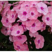 Флокс Phlox Summer Queen