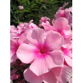Флокс Phlox Bright Eyes